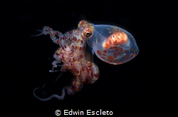 wonderpus octupos/shoot during blackwater dive by Edwin Escleto 